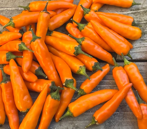 Jeracuero Pepper Seeds