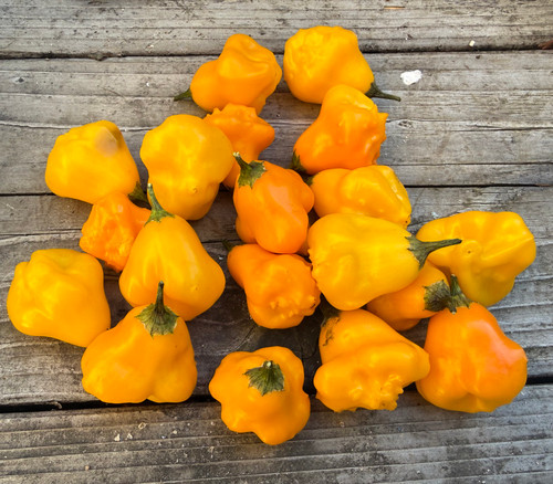 Aji Fantasy Orange Pepper Seeds
