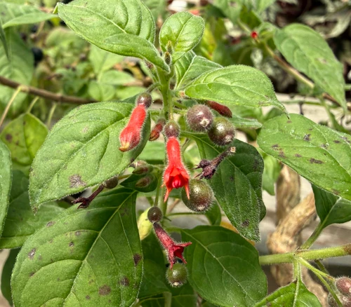 Fuchsia parvifolia - Red Fuchsia Seeds