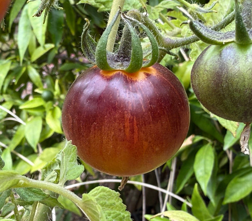 Cosmic Burst Tomato Seeds