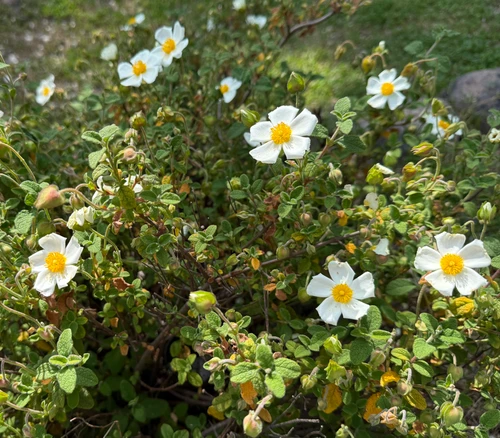 Cistus x hybridus - White Rock Rose Seeds