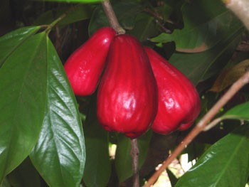 Syzygium malaccense - Malay Apple Seeds