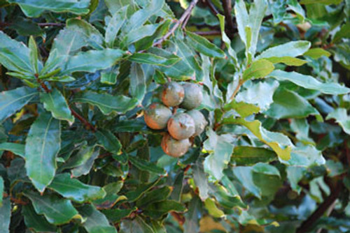 Macadamia integrifolila - Macadamia Nut Seeds Macadamia integrifolila - Macadamia Nut Seeds