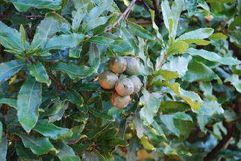 Macadamia integrifolila - Macadamia Nut Seeds