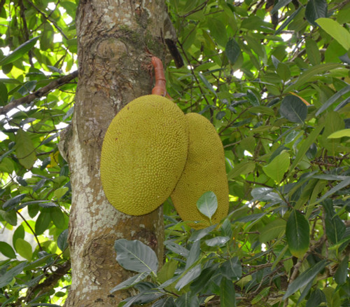 Artocarpus lanceifolius - Keledang - Seeds