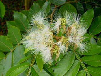 Inga edulis - Ice Cream Bean Seeds