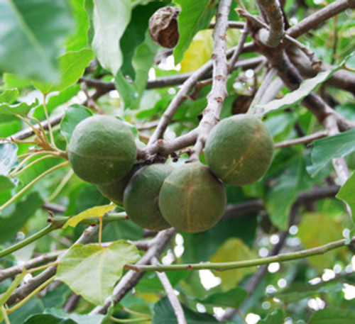 Aleurites molluccana - Candlenut Seeds