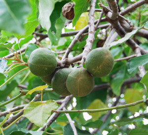 Aleurites molluccana - Candlenut Seeds
