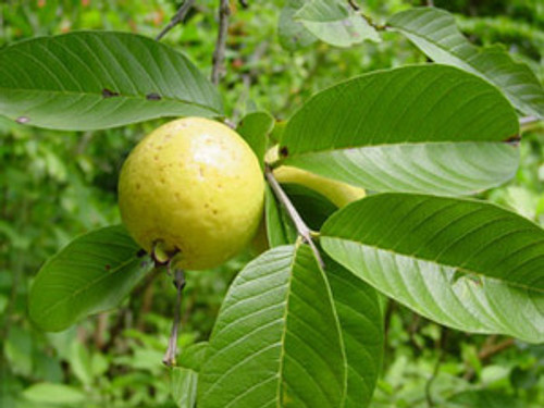 Psidium guineense - Brazilian Guava Seeds Psidium guineense - Brazilian Guava Seeds