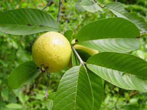 Psidium guineense - Brazilian Guava Seeds