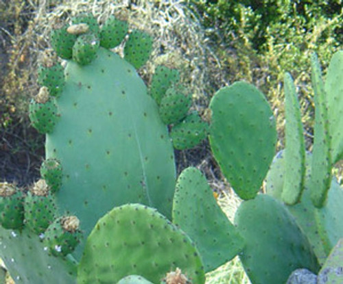 Opuntia ficus-indica - Prickly Pear Seeds Opuntia ficus-indica - Prickly Pear Seeds