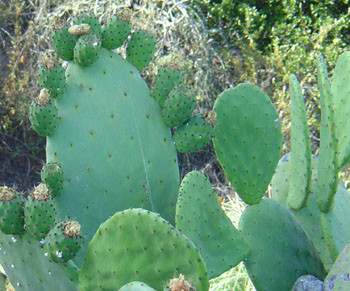 Opuntia ficus-indica - Prickly Pear Seeds
