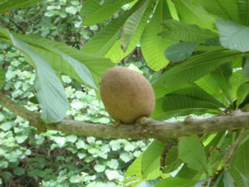 Pouteria sapota - Mamey Sapote Seeds Pouteria sapota - Mamey Sapote Seeds