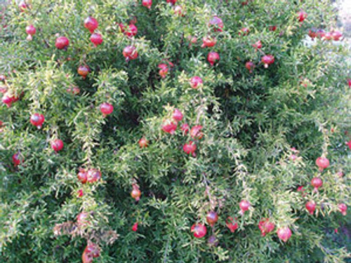 Punica granatum - Dwarf Pomegranate