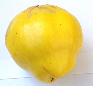 Cydonia oblonga - Quince Seeds