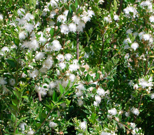 Myrtus communis - Myrtle Seeds