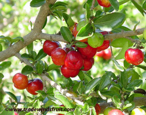 Malpighia punicifolia - Acerola Seeds