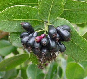 Syzygium cordatum - Water Berry Seeds