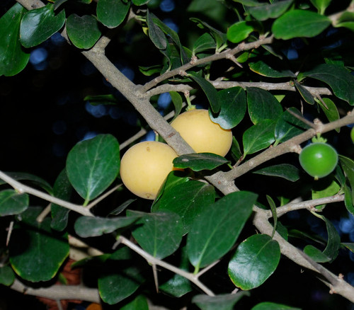 Dovyalis caffra - Kei Apple Seeds