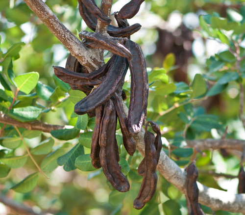 Ceratonia siliqua - Carob Seeds