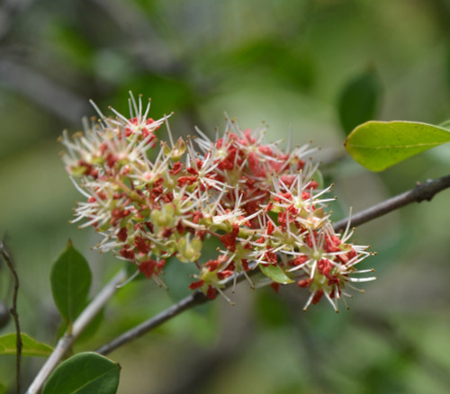 Lawsonia inermis - Henna Seeds
