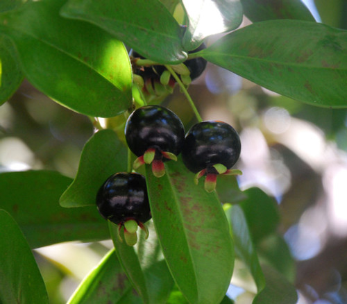 Eugenia brasiliensis - Grumichama Seeds Eugenia brasiliensis - Grumichama Seeds