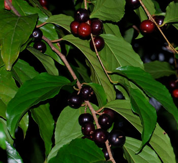 Flacourtia inermis - Louvi Seeds