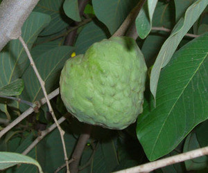 Annona cherimola - Cherimoya Seeds