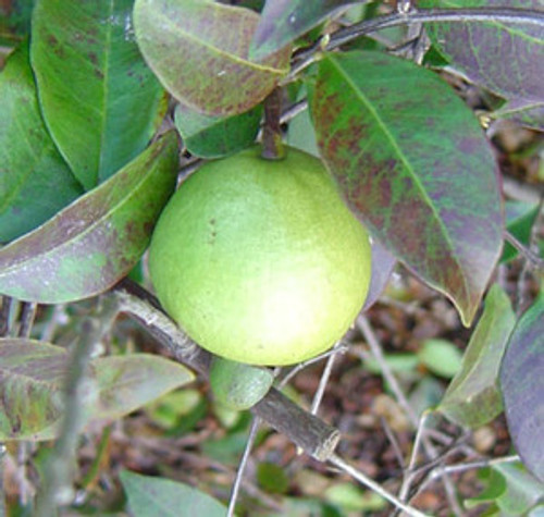 Psidium friedrichsthalium - Cas Guava Seeds Psidium friedrichsthalium - Cas Guava Seeds