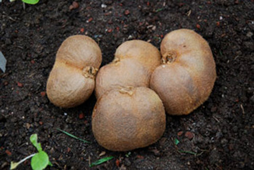 Actinidia deliciosa - Double Kiwi Seeds