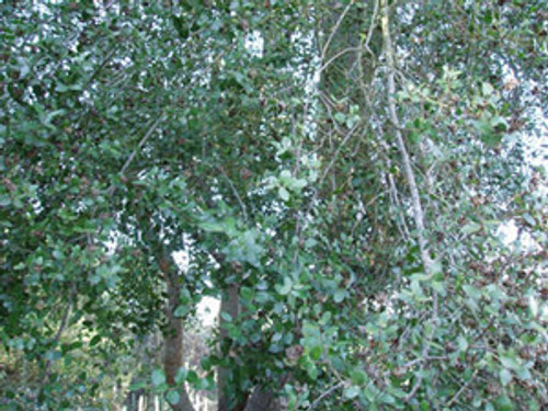Quillaja saponaria - Soapbark Tree