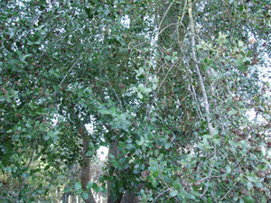 Quillaja saponaria - Soapbark Tree Seeds