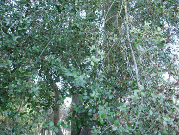 Quillaja saponaria - Soapbark Tree Seeds