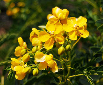 Cassia coquimbensis - Alcaparra Seeds