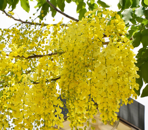 Cassia fistula - Golden Shower Tree Seeds
