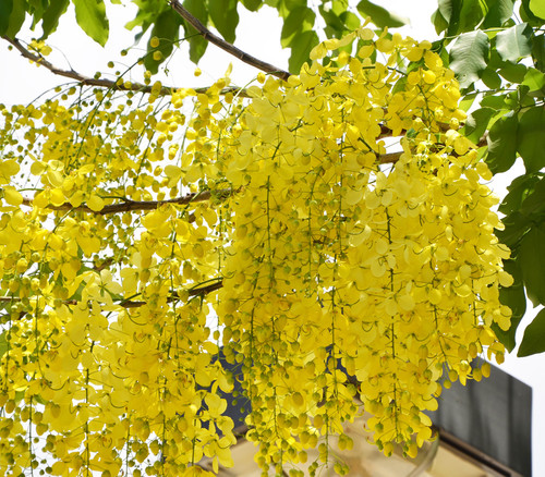 Cassia fistula - Golden Shower Tree Seeds