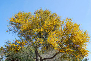 Acacia farnesiana - Cassie Tree Seeds