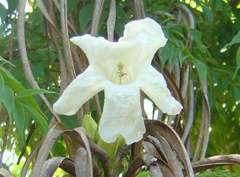 Radermachera sinica - China Doll Seeds