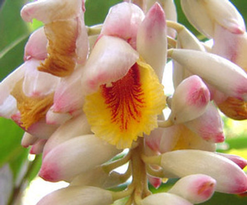 Alpinia zerumbet - Shell Ginger Seeds Alpinia zerumbet - Shell Ginger Seeds