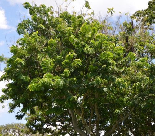 Cassia grandis - Coral Shower Tree Seeds