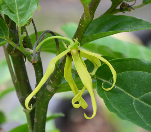 Cananga odorata - Ylang Ylang Seeds