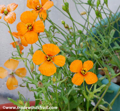 Stylomecon heterophylla - Wind Poppy Seeds Stylomecon heterophylla - Wind Poppy Seeds