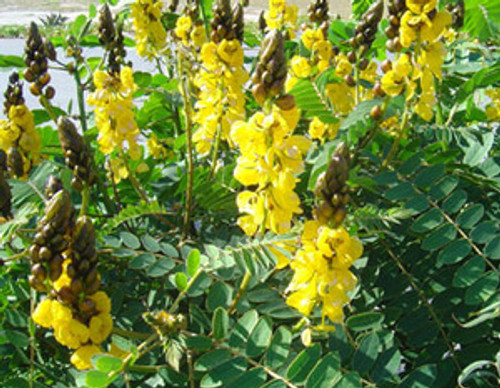 Senna alata - Candle Bush Seeds