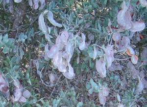 Acacia podalyrifolia - Pearl Acacia Seeds