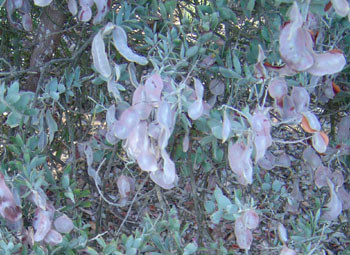 Acacia podalyrifolia - Pearl Acacia Seeds
