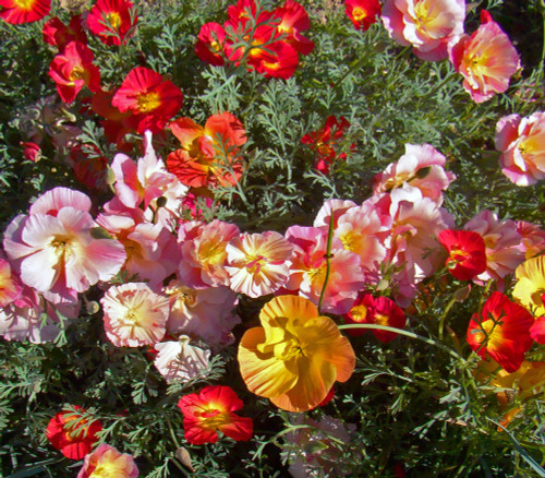 Eschscholzia californica - Mission Bells Poppy