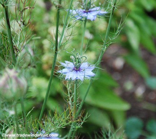 Nigella damascena - Love In A Mist Seeds