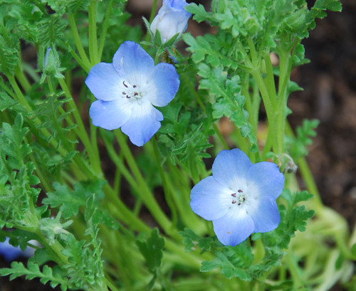 Nemophila menzeisii - Baby Blue Eyes Seeds