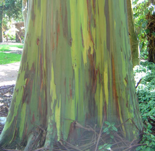 Eucalyptus deglupta - Rainbow Eucalyptus Seeds Eucalyptus deglupta - Rainbow Eucalyptus Seeds
