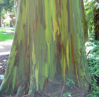 Eucalyptus deglupta - Rainbow Eucalyptus Seeds